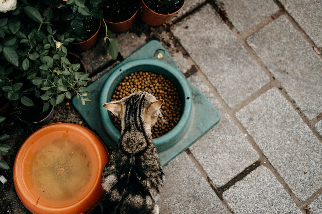 Tabby cat eating dry kibble from a shallow bowl on a wooden floor