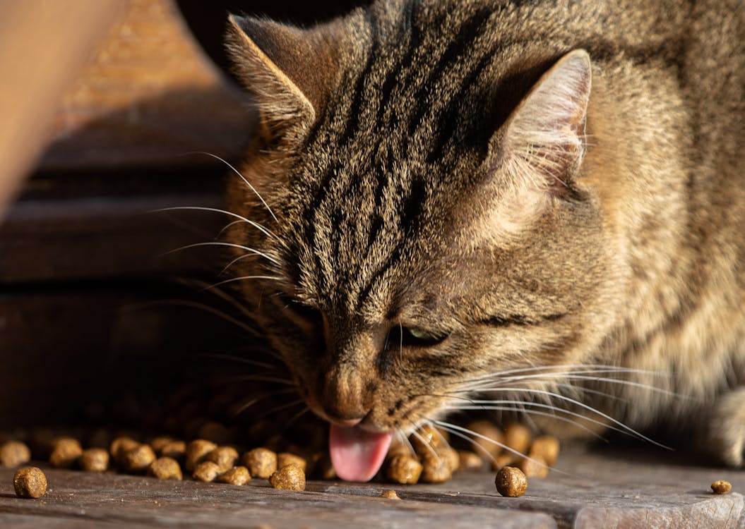 Close-up of a tabby cat with prominent whiskers eating dry kibble from a food bowl