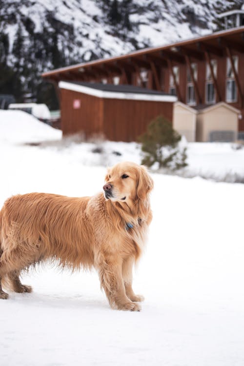 Golden retriever standing alert outdoors — ideal posture for taking accurate dog measurements