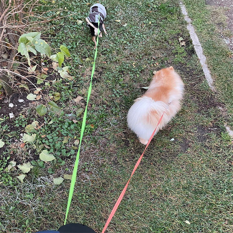 Retractable Dog Leash For Small Dogs Reflective Dual Pet Leash Lead 360 Swivel No Double Dog Walking Leash With Lights Pet Products FurWell